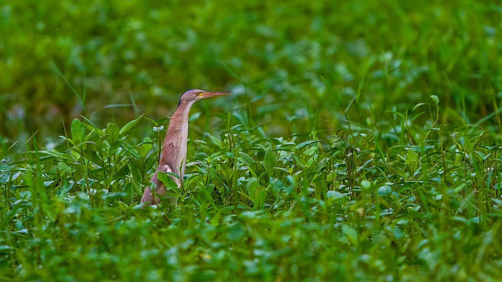 Yellow Bittern